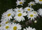 Just a quick shot of some of the floral scenery in the Flagstaff area.