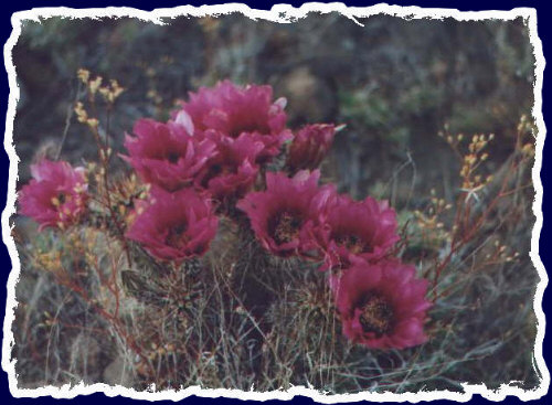 This shot is a ramdom sample of the outlying beauty of Northern Arizona