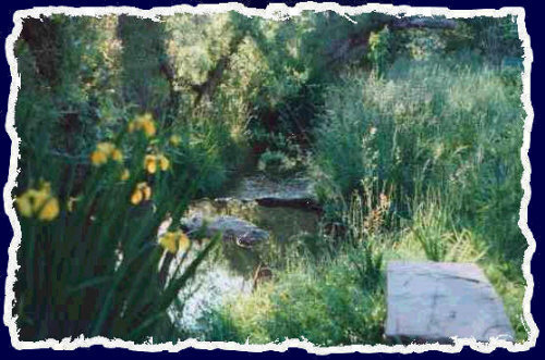 This shot is only a small sample of the summer beauty of this backyard