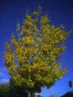 An easy difficult online puzzle titled "Blues And Yellows"