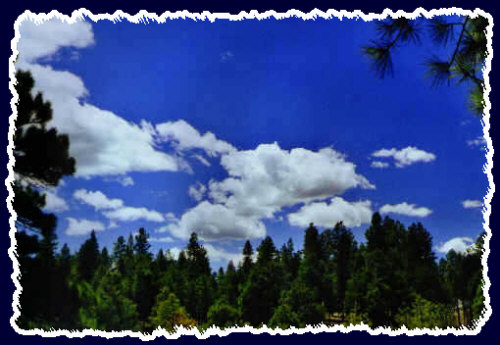 A beautiful summer day in the world's largest Ponderosa Pine forest - Flagstaff Arizona area - Spring1999