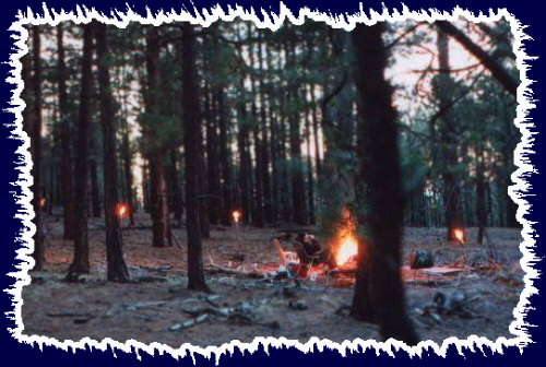 The world's largest Ponderosa Pine forest with a few controled fires
