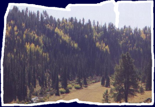 A combination of aspen and pine trees on the mountains of Flag staff, Arizona
