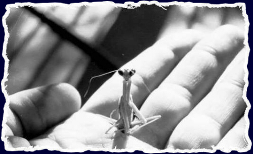 A killer shot of quite a killer/carnivore on the palm of a good friend - Chris Gabrielsen Photography