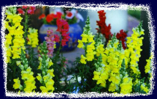 One of the many scenes in the back yard in Northern Arizona - Color ridden snapdragons