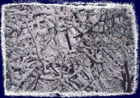 An interesting abstract view of snow covered branches at Northern Arizona University