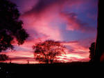 The burning bush of Flagstaff, AZ