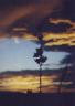 A killer sunset with a bush in the foreground