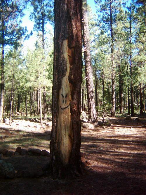 "Traviesso" A tree where I carved my face near the lava river cave - lava tubes - near Flagstaff, AZ